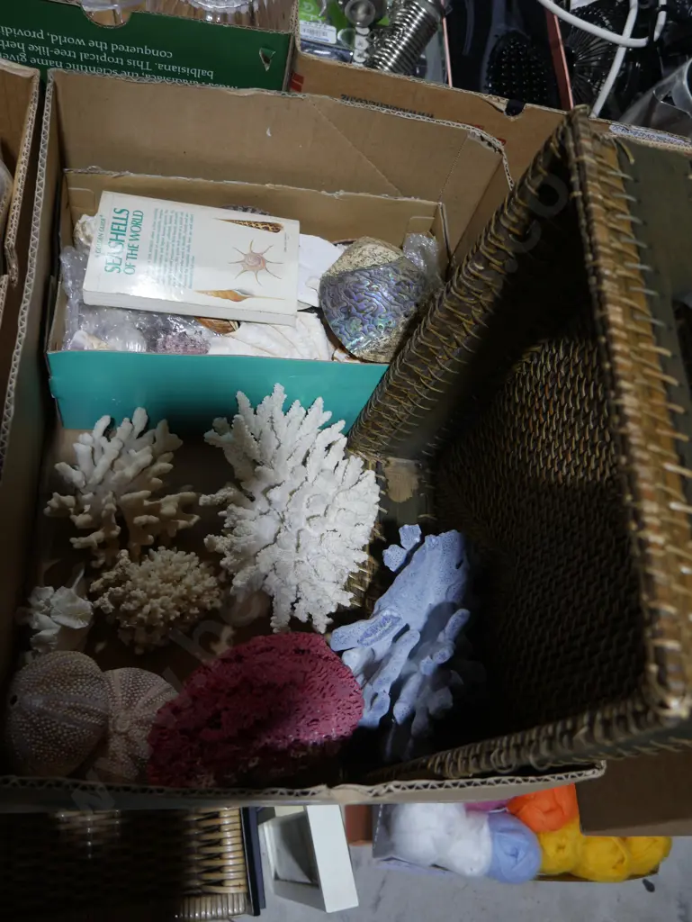 Assorted corals and seashells Image 1++