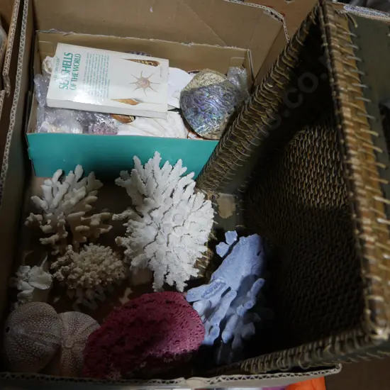 Assorted corals and seashells