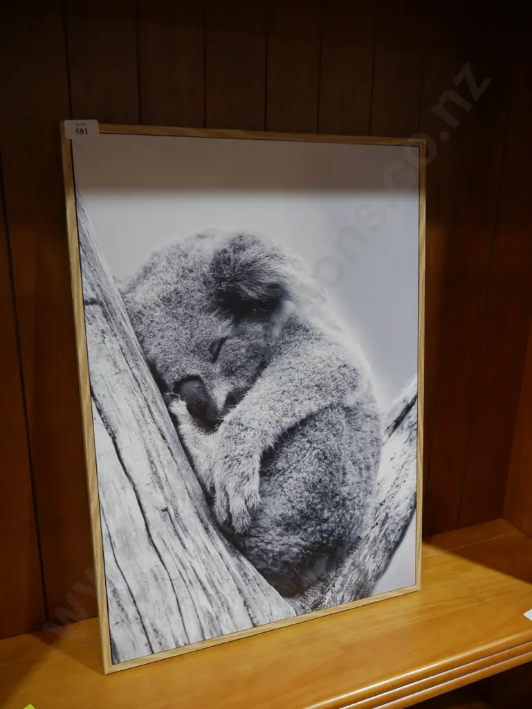 Koala picture Image 1++