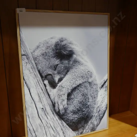 Koala picture