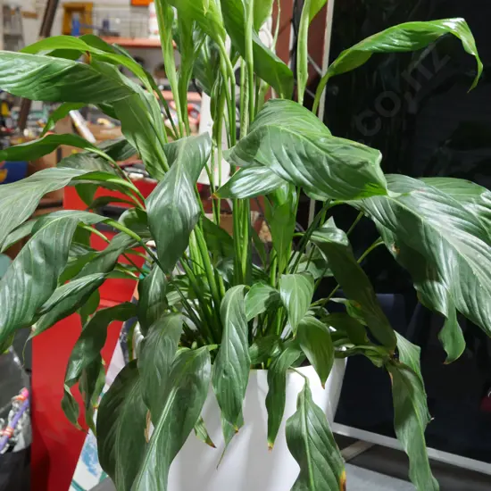 Peace lilly plant