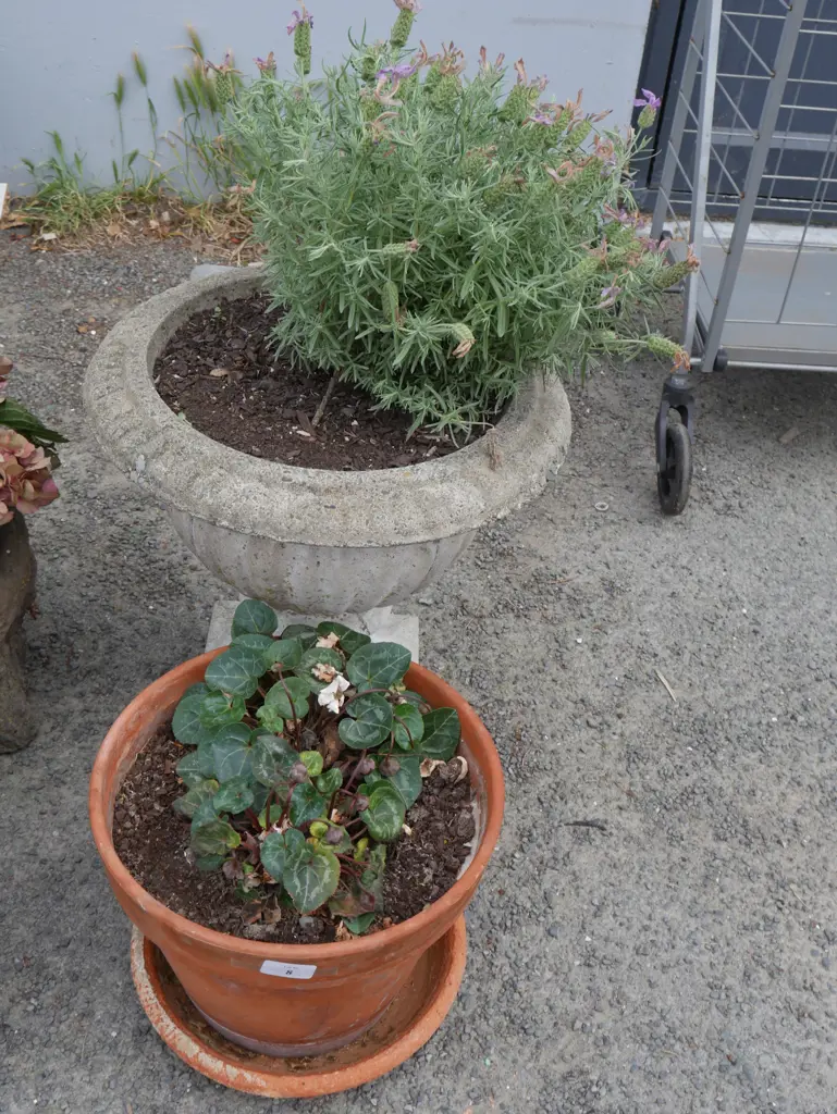 2 potted plants Image 1++