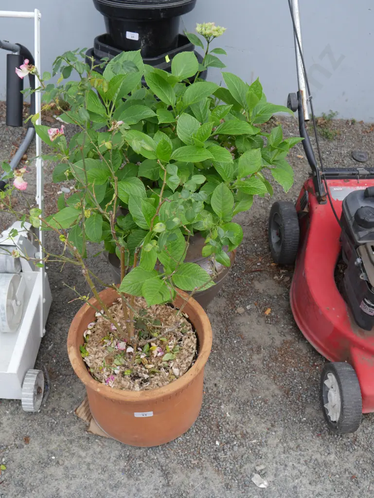 2 potted plants Image 1++