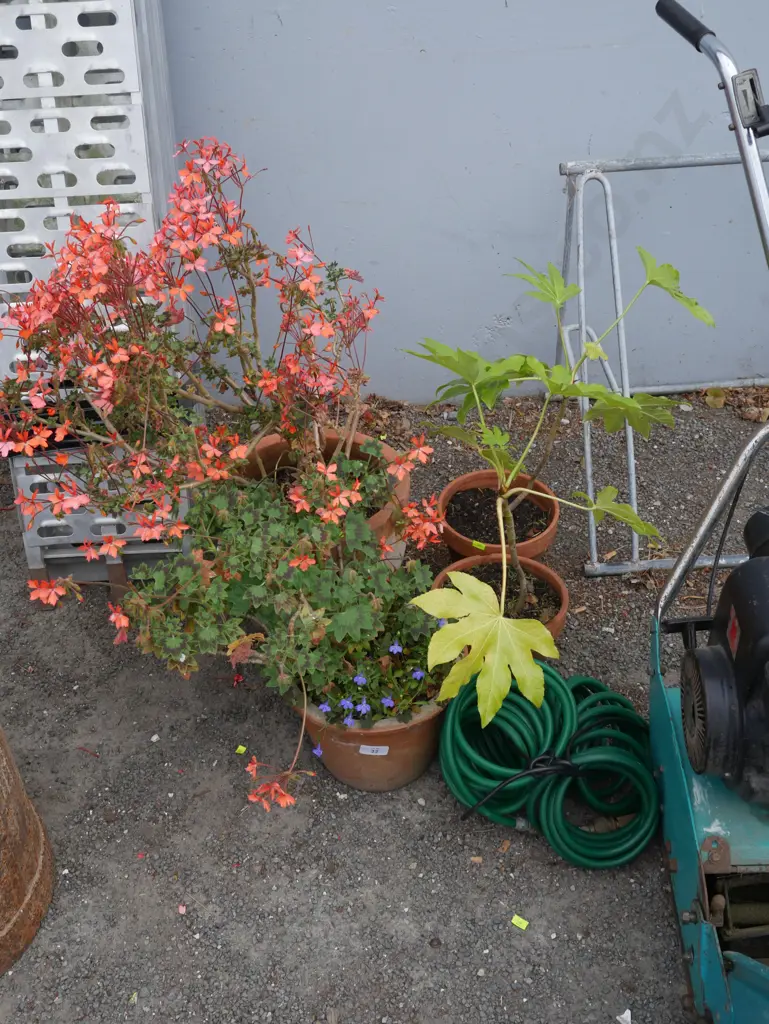 4 potted plants and garden hose Image 1++