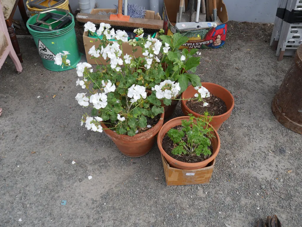 Potted plants Image 1++