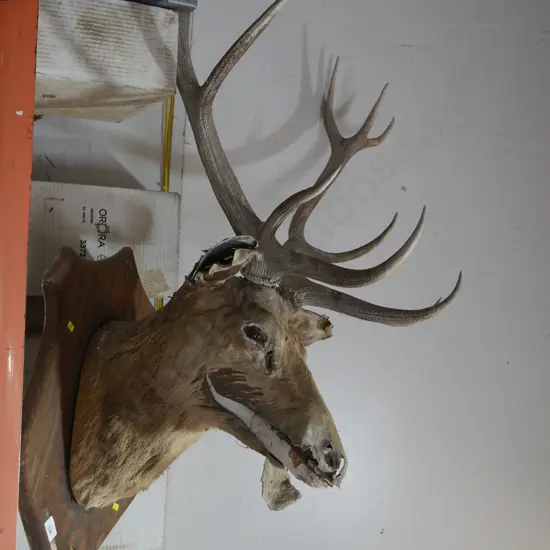 Stag head
