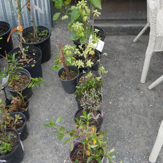 7 potted plants