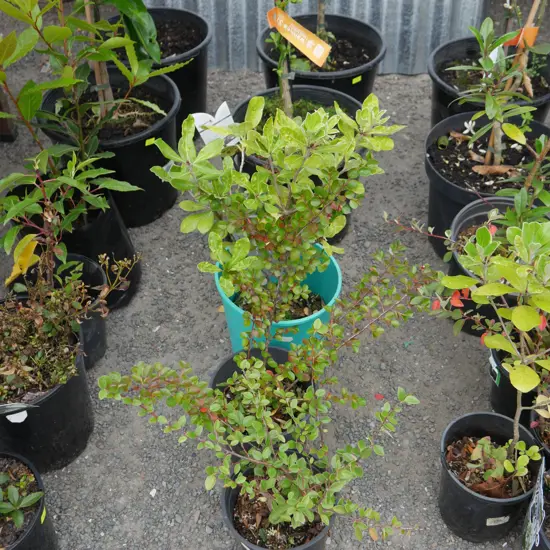7 potted plants