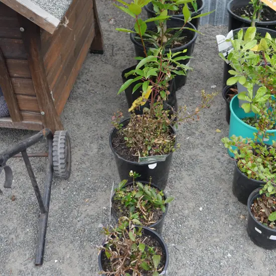 7 potted plants