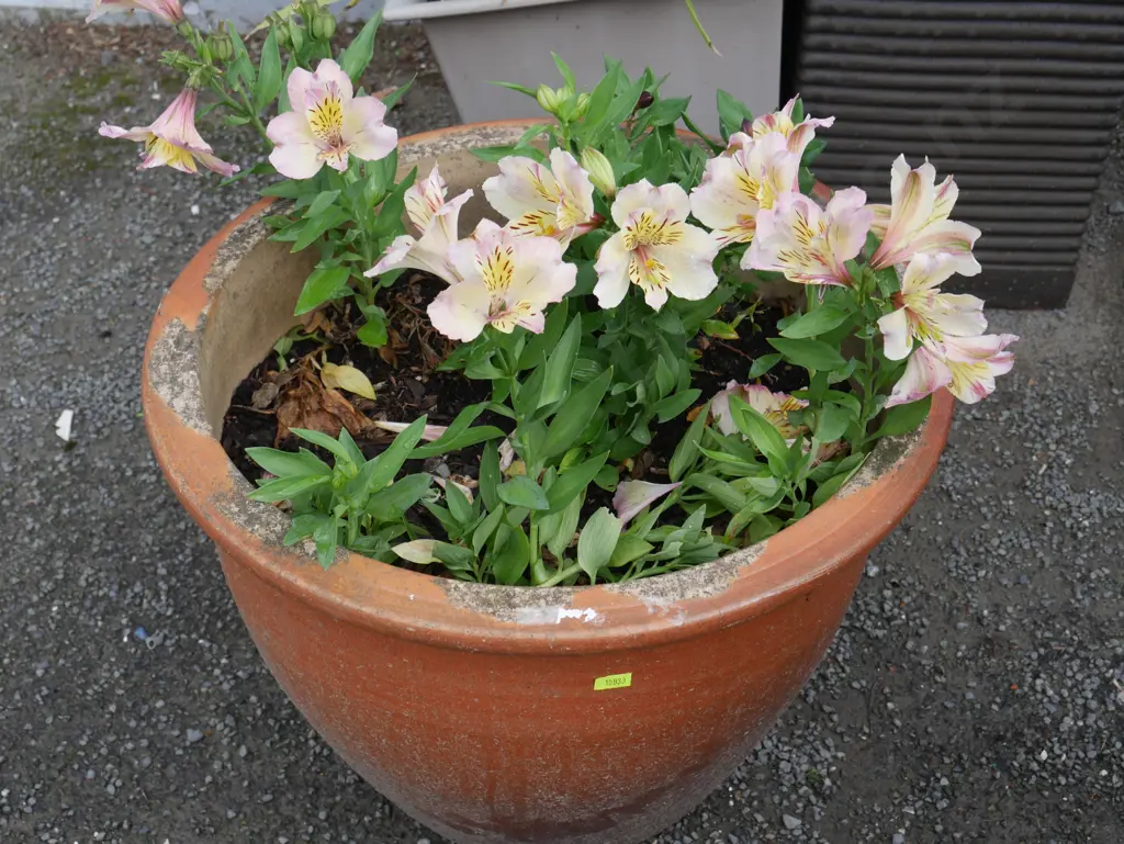 Potted plant Image 1++