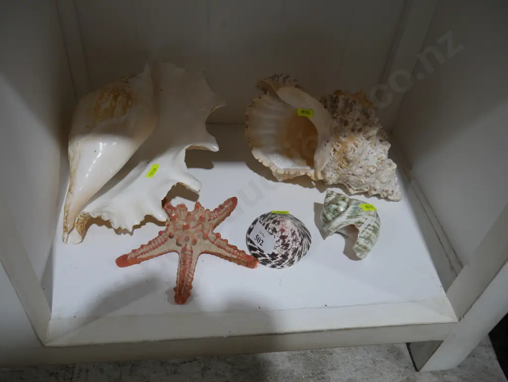 Sea shells Image 1++