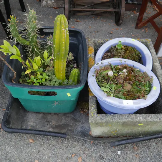Cacti, potted plants, and stone planter