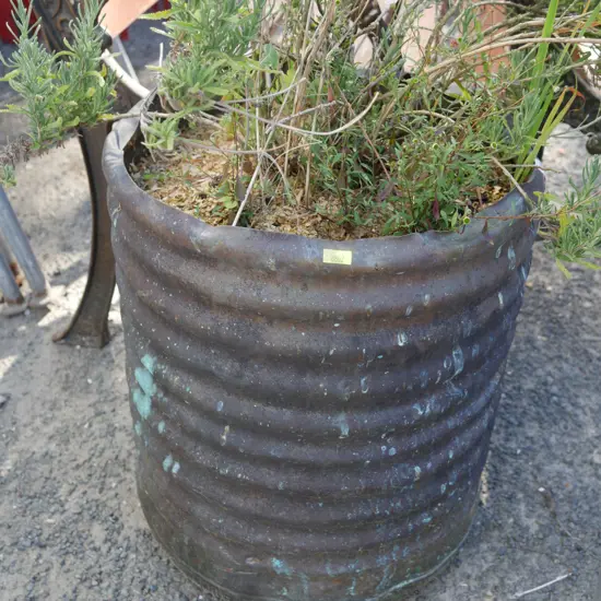 Potted lavender plant