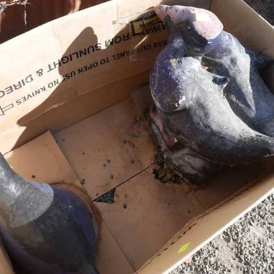 2 pukeko garden statues