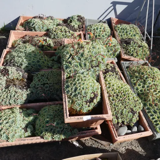 10 potted succulent plants