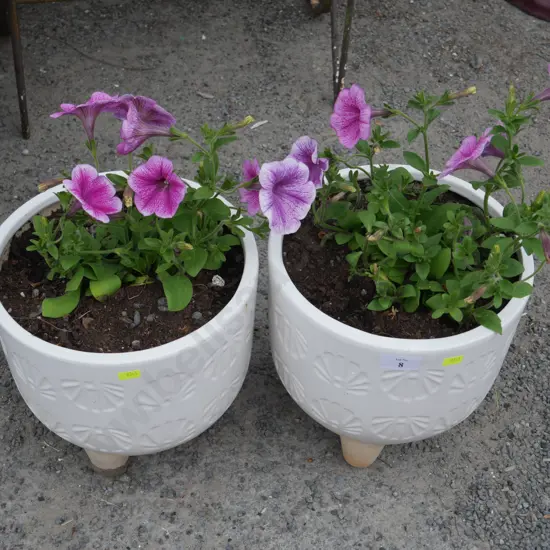 2 petunia plants in pots