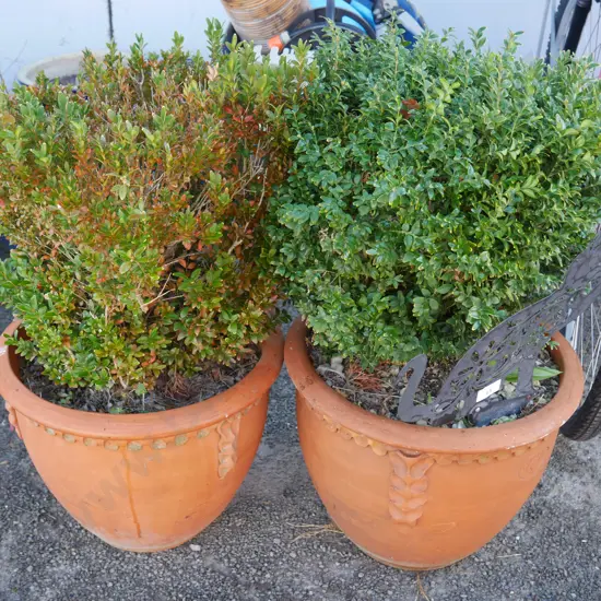 2 plant pots
